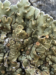 Squamarina cartilaginea