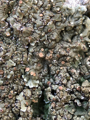 Squamarina cartilaginea