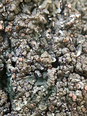 Squamarina cartilaginea