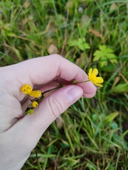 Ranunculus acris