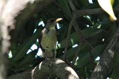 Turdus amaurochalinus