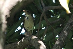 Turdus amaurochalinus