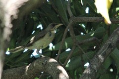 Turdus amaurochalinus