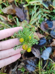 Matricaria discoidea