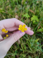 Ranunculus acris