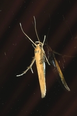 Stathmopoda skelloni
