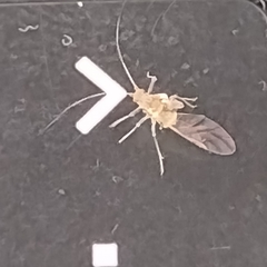 Calaphidina
