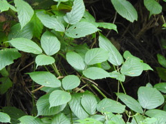 Rubus pedemontanus