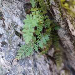 Asplenium fontanum fontanum
