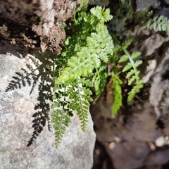 Asplenium fontanum fontanum
