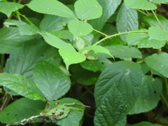 Rubus pedemontanus