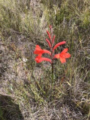 Watsonia fergusoniae