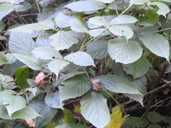 Rubus pedemontanus