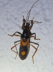 Rasahus biguttatus