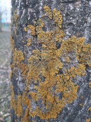 Xanthoria parietina