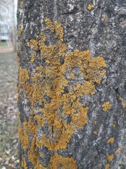 Xanthoria parietina