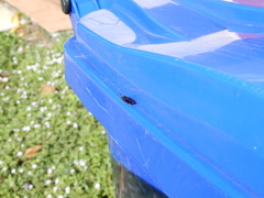 Hermetia sexmaculata