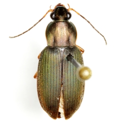 Chlaenius flaccidus