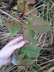 Rubus idaeus