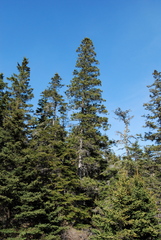 Picea glauca glauca
