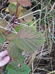Rubus idaeus