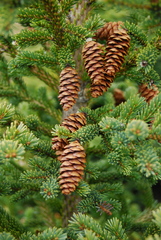 Picea glauca glauca