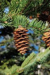 Picea glauca glauca