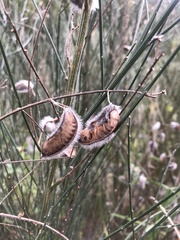 Cytisus striatus image