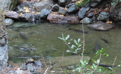 Oncorhynchus tshawytscha