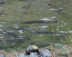 Oncorhynchus tshawytscha