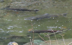 Oncorhynchus tshawytscha