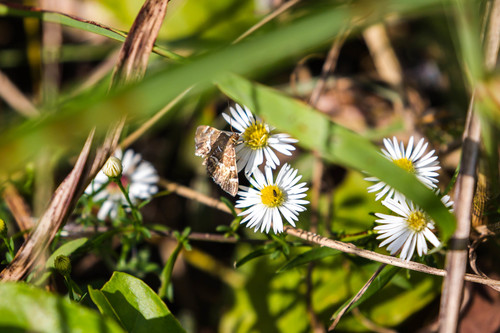 Spotted Beet Webworm Moth photo 6