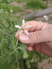 Blumenbachia insignis