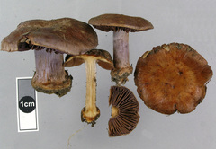 Cortinarius minoscaurus