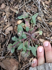 Phacelia phacelioides