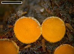 Cheilymenia raripila
