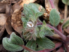 Phacelia phacelioides