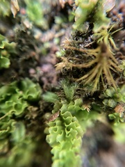 Riccia crinita