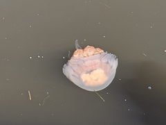 Rhopilema verrilli