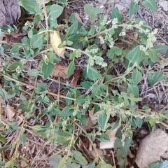 Chenopodium vulvaria