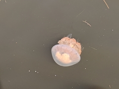 Rhopilema verrilli