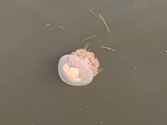 Rhopilema verrilli