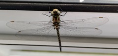 Rhionaeschna psilus