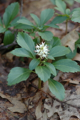 Pachysandra