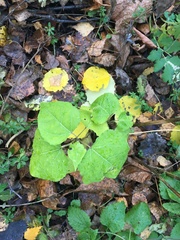 Populus tremula