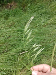 Bromus auleticus