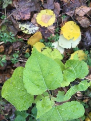 Populus tremula