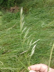 Bromus auleticus