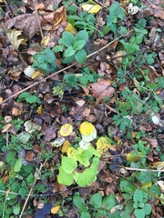 Populus tremula