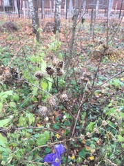 Arctium tomentosum
